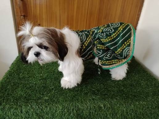dog lehenga green bandhej model